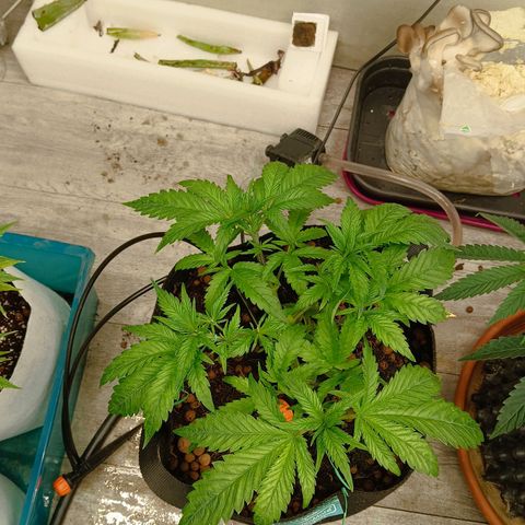 Holy Grail Kush growlog timeline photo