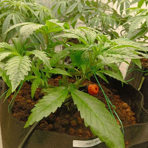 Holy Grail Kush growlog timeline photo