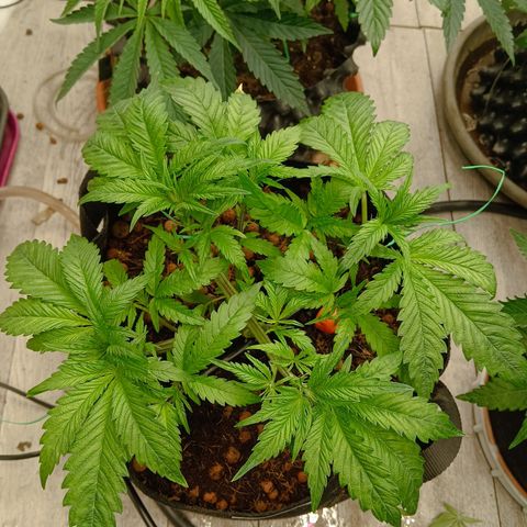 Holy Grail Kush growlog timeline photo