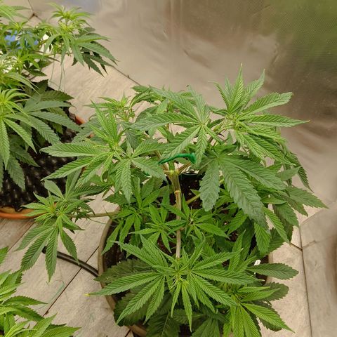Holy Grail Kush growlog timeline photo