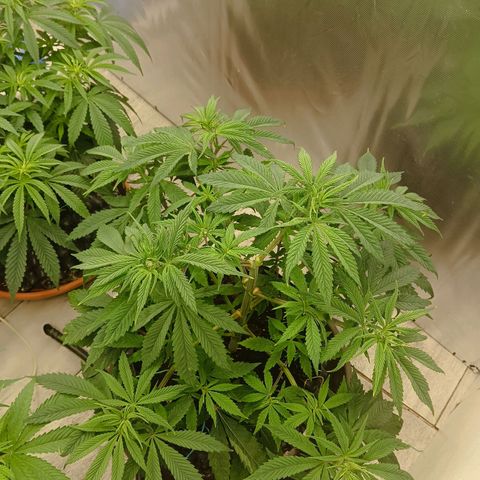 Holy Grail Kush growlog timeline photo