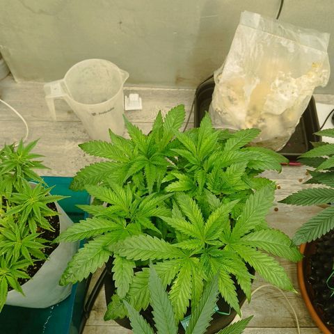 Holy Grail Kush growlog timeline photo