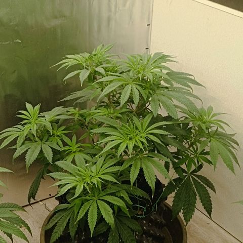 Holy Grail Kush growlog timeline photo