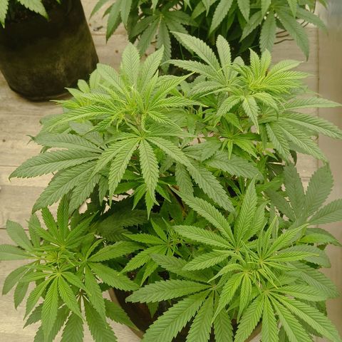 Holy Grail Kush growlog timeline photo