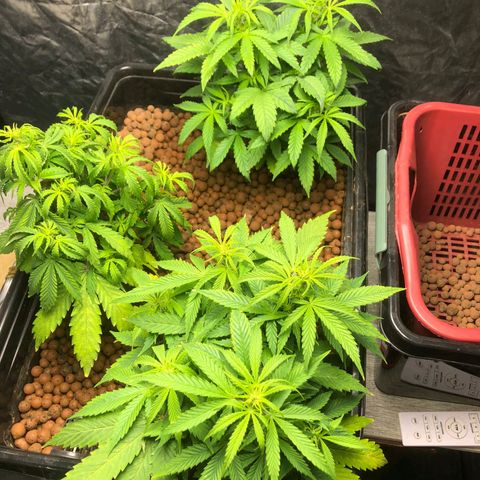 Gorilla Glue Auto growlog photo: Moved to my bros as I am still incapable of DWC