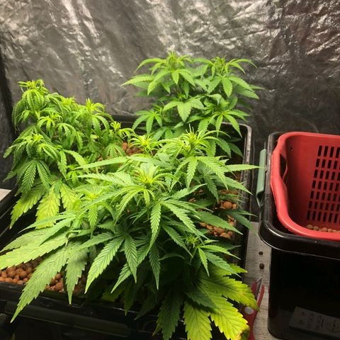 Gorilla Glue Auto growlog photo: Moved to my bros as I am still incapable of DWC