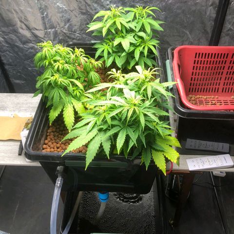Gorilla Glue Auto growlog photo: Moved to my bros as I am still incapable of DWC