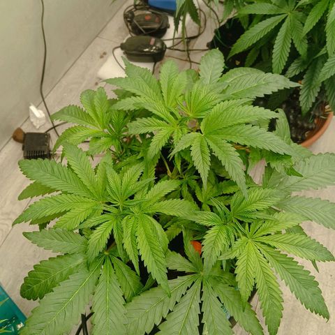 Holy Grail Kush growlog timeline photo