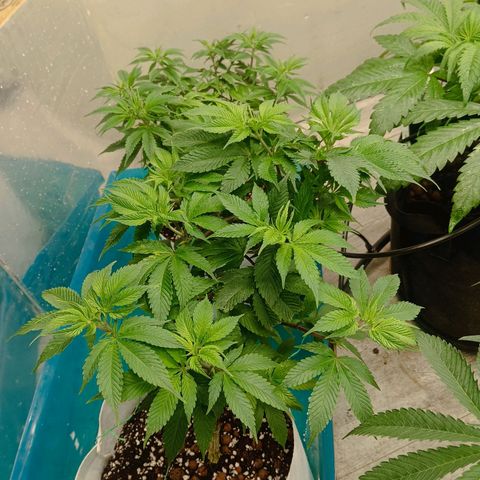 JHA #1 growlog timeline photo