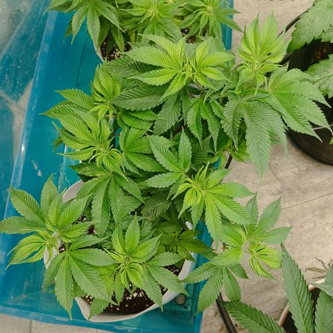 JHA #1 growlog timeline photo