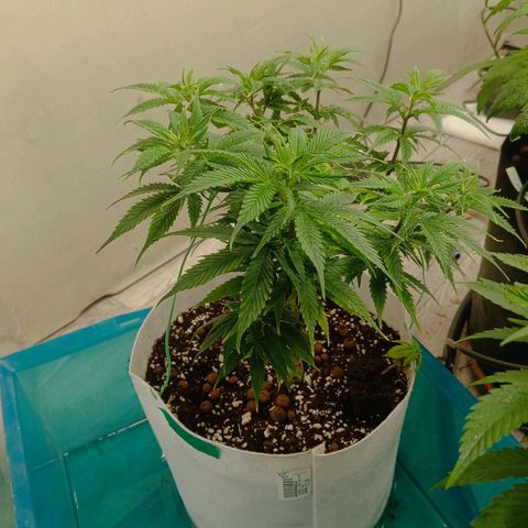 JHA #2 growlog photo: Bonzaiiii