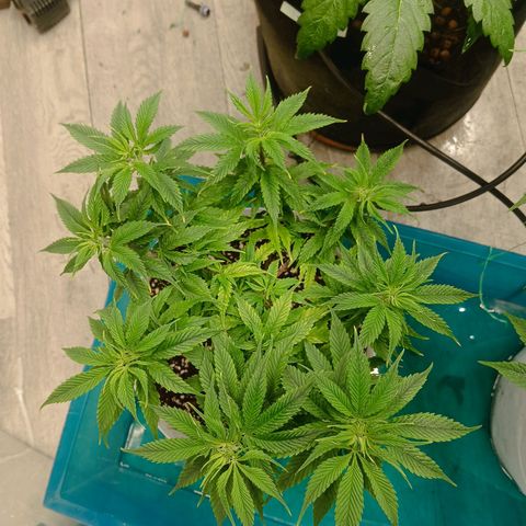 JHA #2 growlog photo: Bonzaiiii
