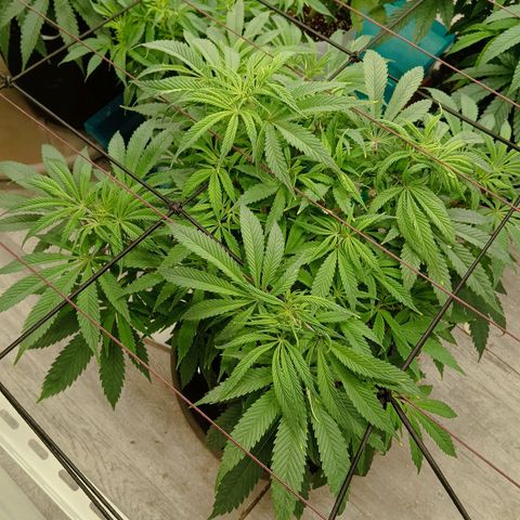 Holy Grail Kush growlog timeline photo