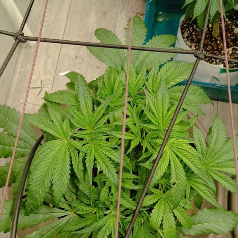 Holy Grail Kush growlog timeline photo