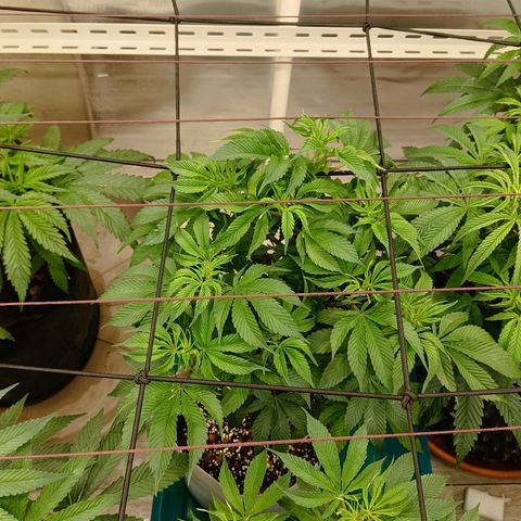 JHA #1 growlog timeline photo
