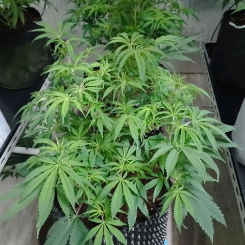 Holy Grail Kush growlog timeline photo