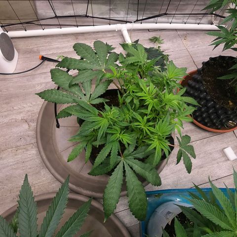 Holy Grail Kush growlog timeline photo