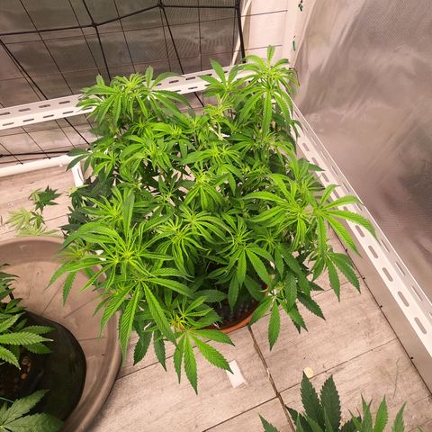 Holy Grail Kush growlog timeline photo