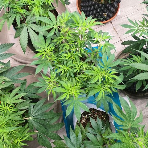 JHA #1 growlog timeline photo