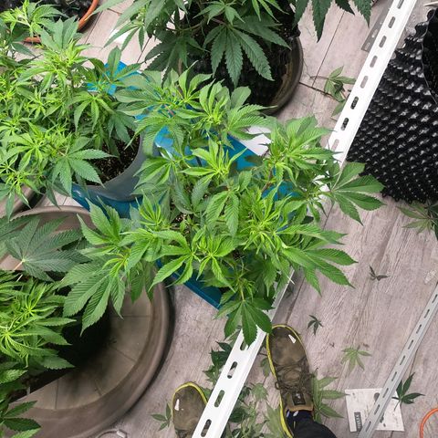 JHA #2 growlog timeline photo