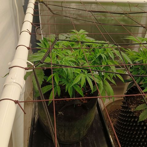 Holy Grail Kush growlog timeline photo