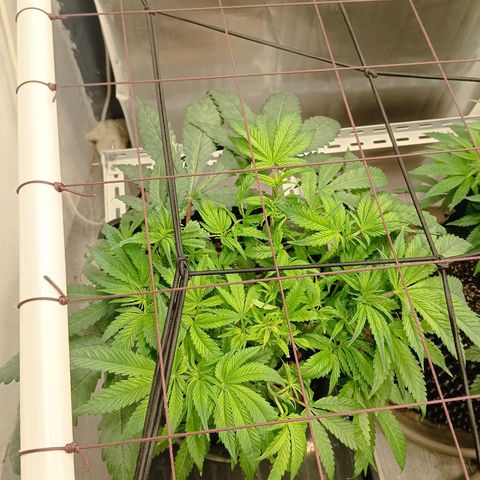 Holy Grail Kush growlog timeline photo