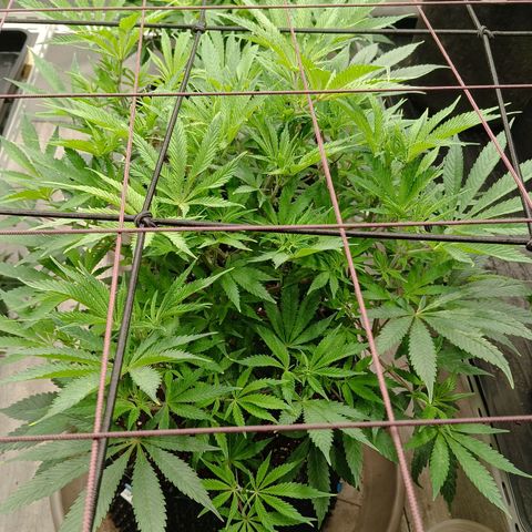 Holy Grail Kush growlog timeline photo