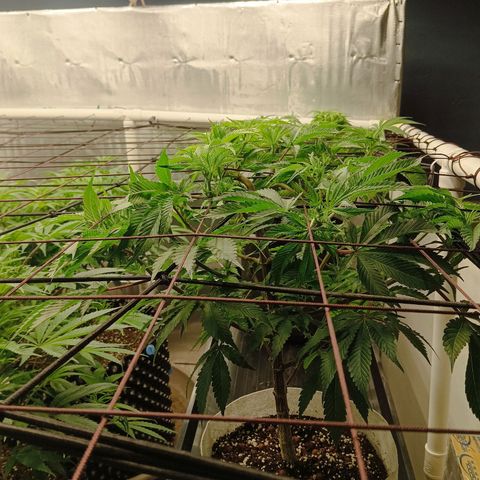 JHA #1 growlog timeline photo