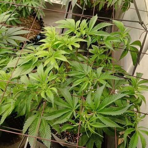 JHA #1 growlog timeline photo