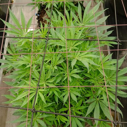 Holy Grail Kush growlog timeline photo
