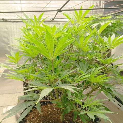 Holy Grail Kush growlog timeline photo