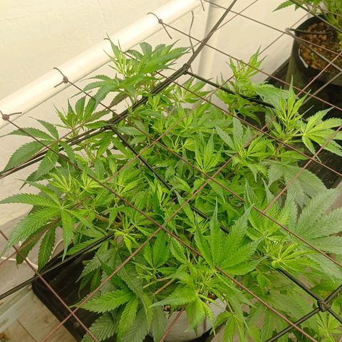 JHA #2 growlog timeline photo