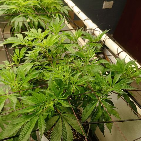 JHA #1 growlog timeline photo