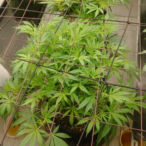 Holy Grail Kush growlog timeline photo