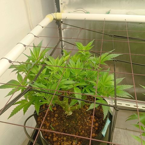 Holy Grail Kush growlog timeline photo