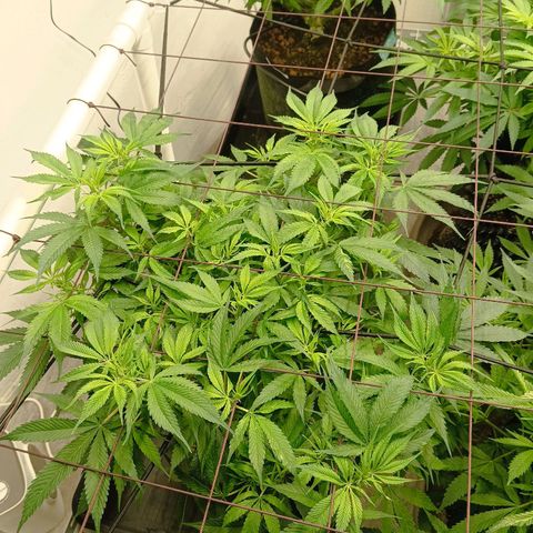 JHA #2 growlog timeline photo