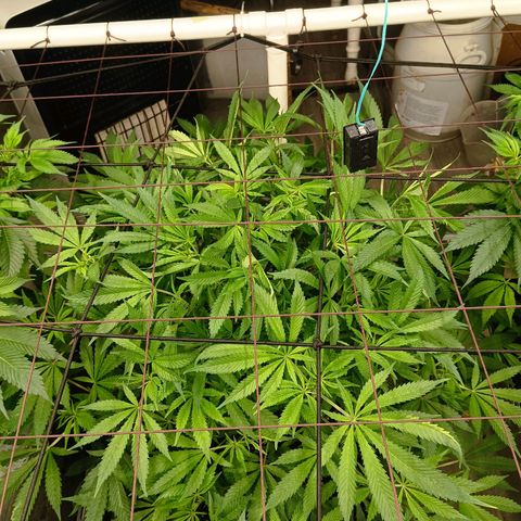 Holy Grail Kush growlog timeline photo