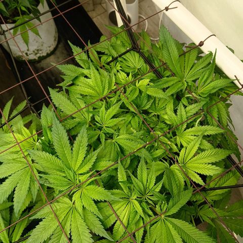 Holy Grail Kush growlog timeline photo
