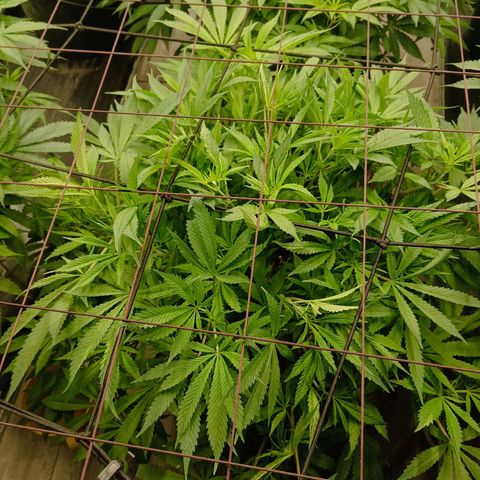 Holy Grail Kush growlog timeline photo