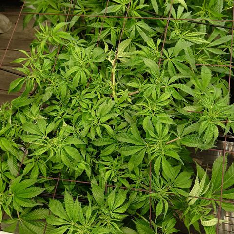 JHA #2 growlog timeline photo