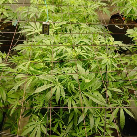 Holy Grail Kush growlog timeline photo
