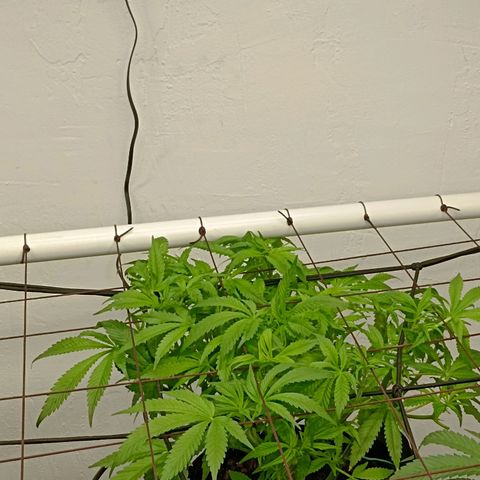 Holy Grail Kush growlog timeline photo