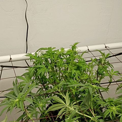 Holy Grail Kush growlog timeline photo