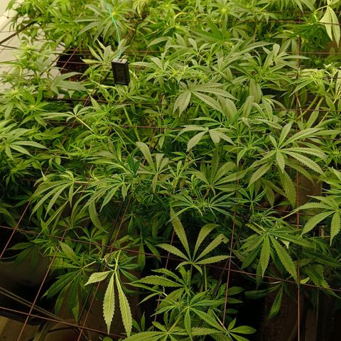 Holy Grail Kush growlog timeline photo