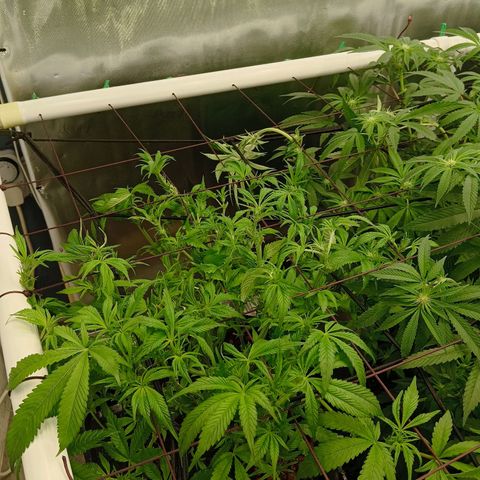 Holy Grail Kush growlog timeline photo