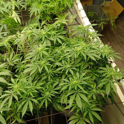JHA #1 growlog timeline photo
