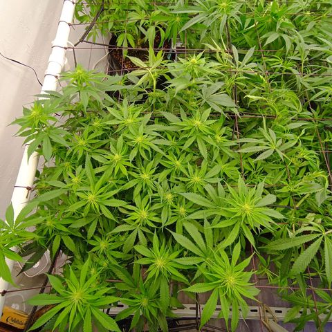 JHA #2 growlog timeline photo