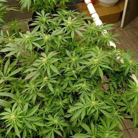 JHA #1 growlog timeline photo