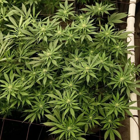 JHA #1 growlog timeline photo