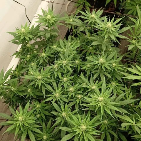 JHA #2 growlog timeline photo